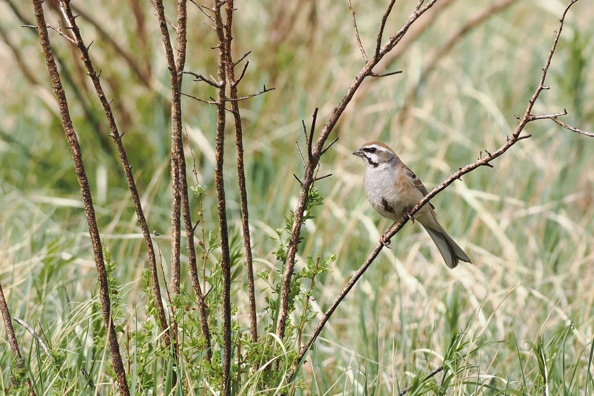 Jankowski's Bunting