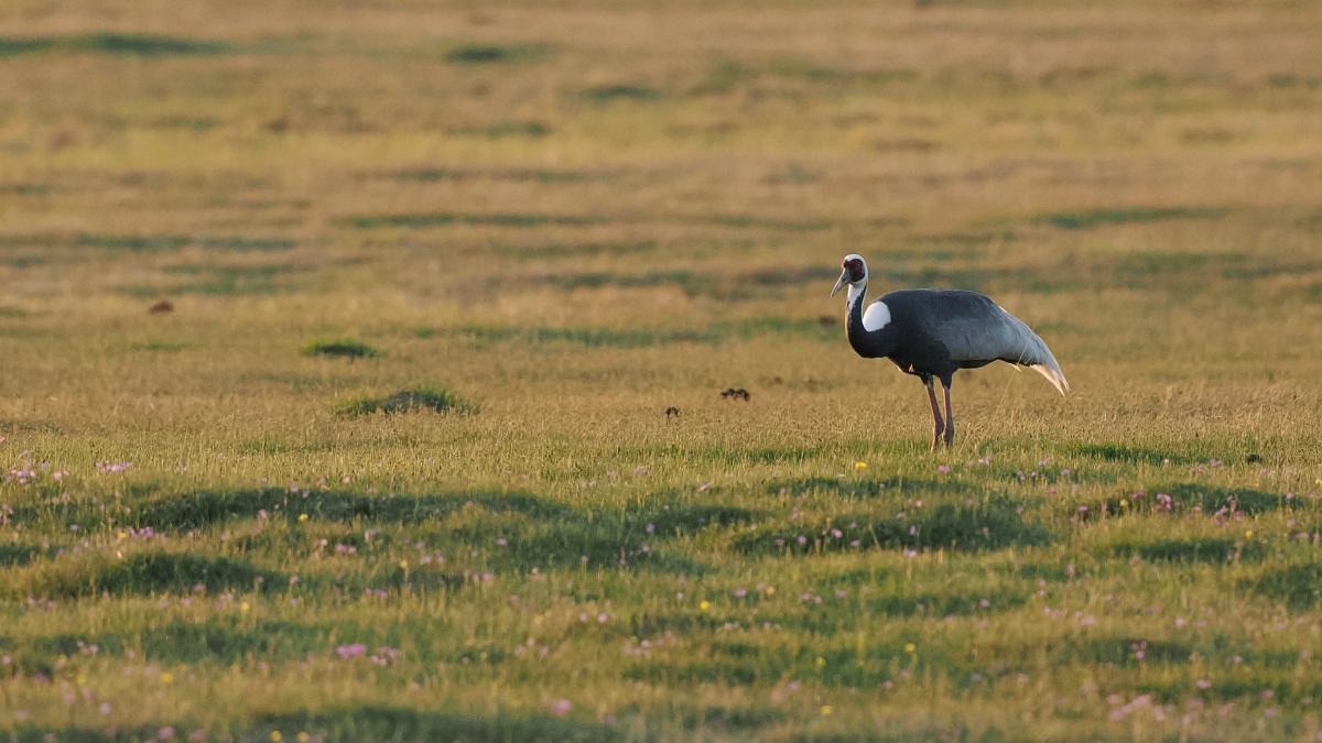 White-naped Crane