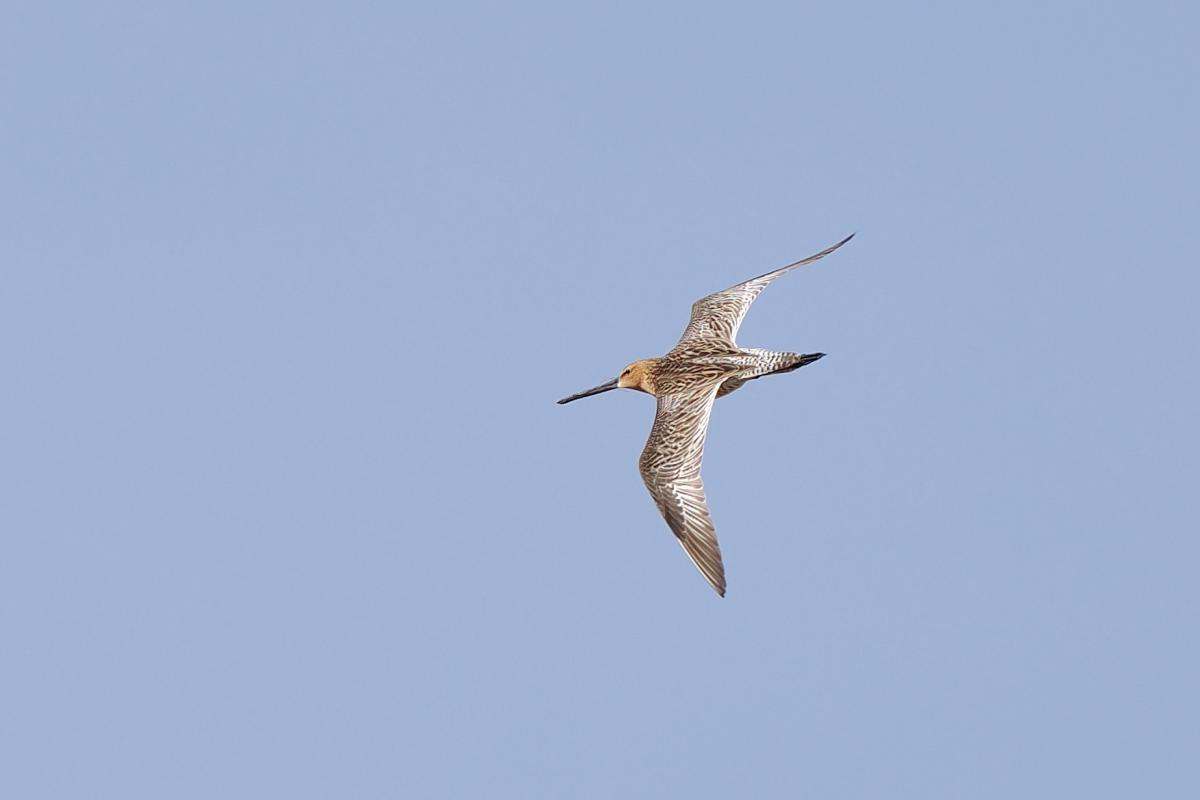 Asian Dowitcher