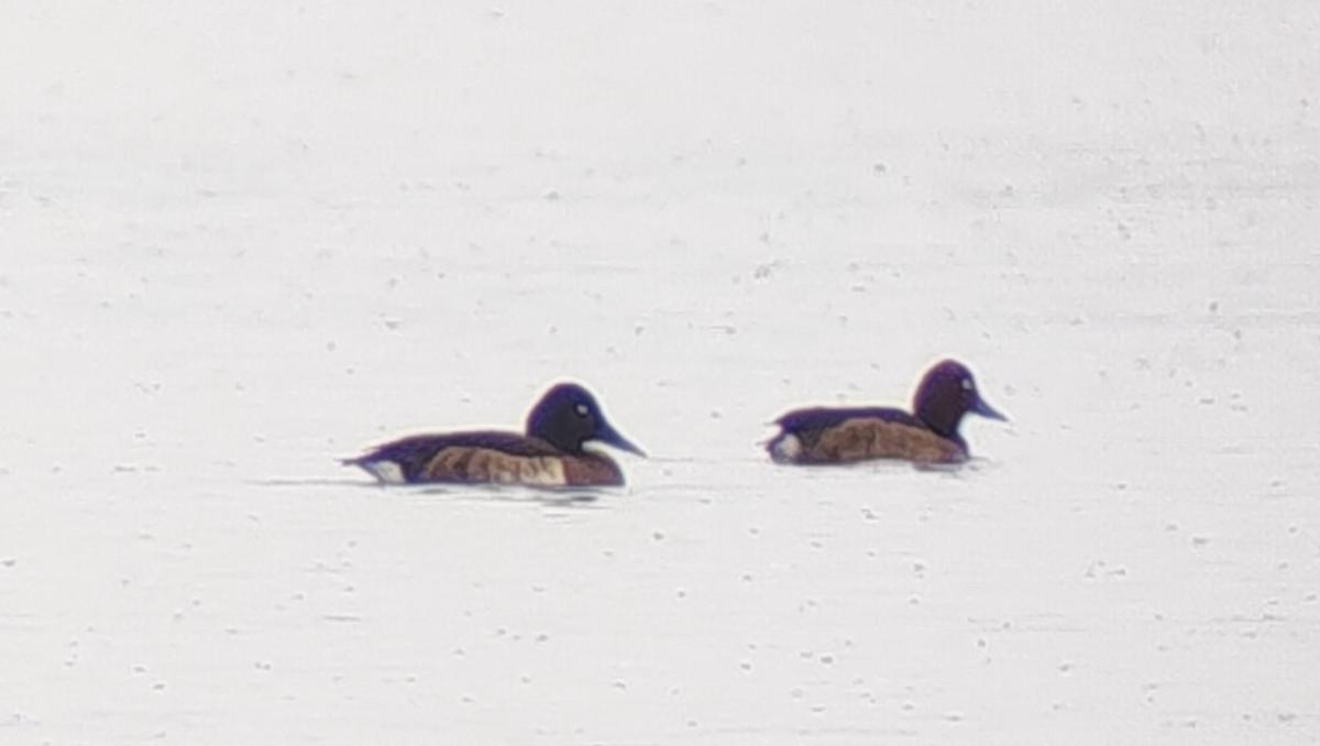 Baer's Pochard