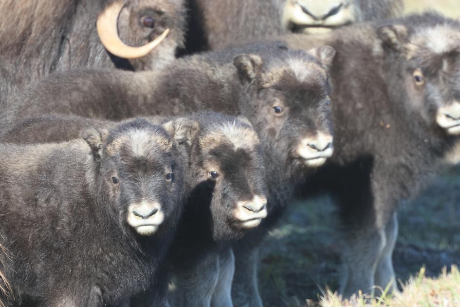 Image for Alaska Gambell and Nome