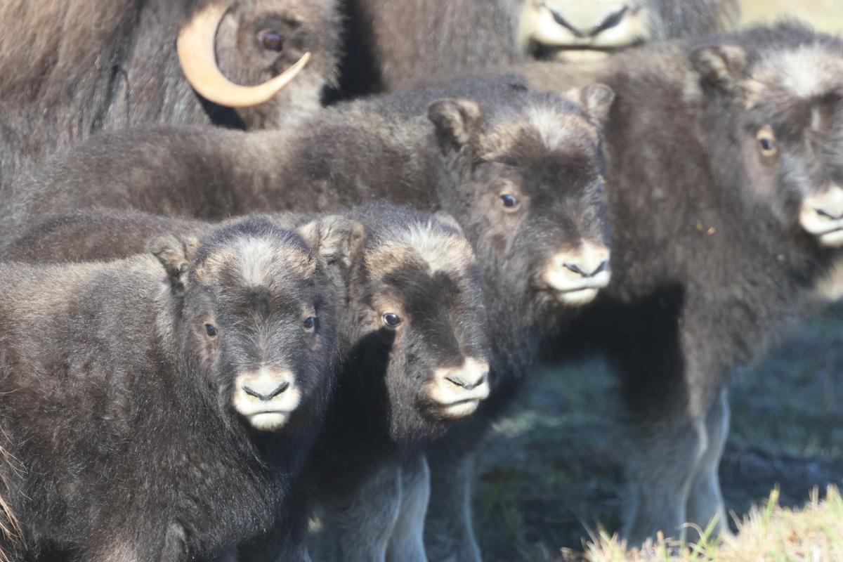 Muskox