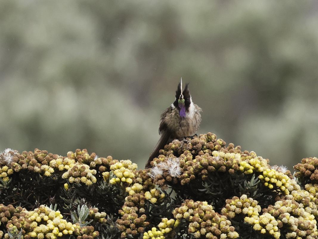Buffy Helmetcrest at Nevados del Ruiz