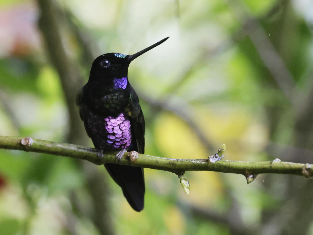 Blue-throated Starfrontlet