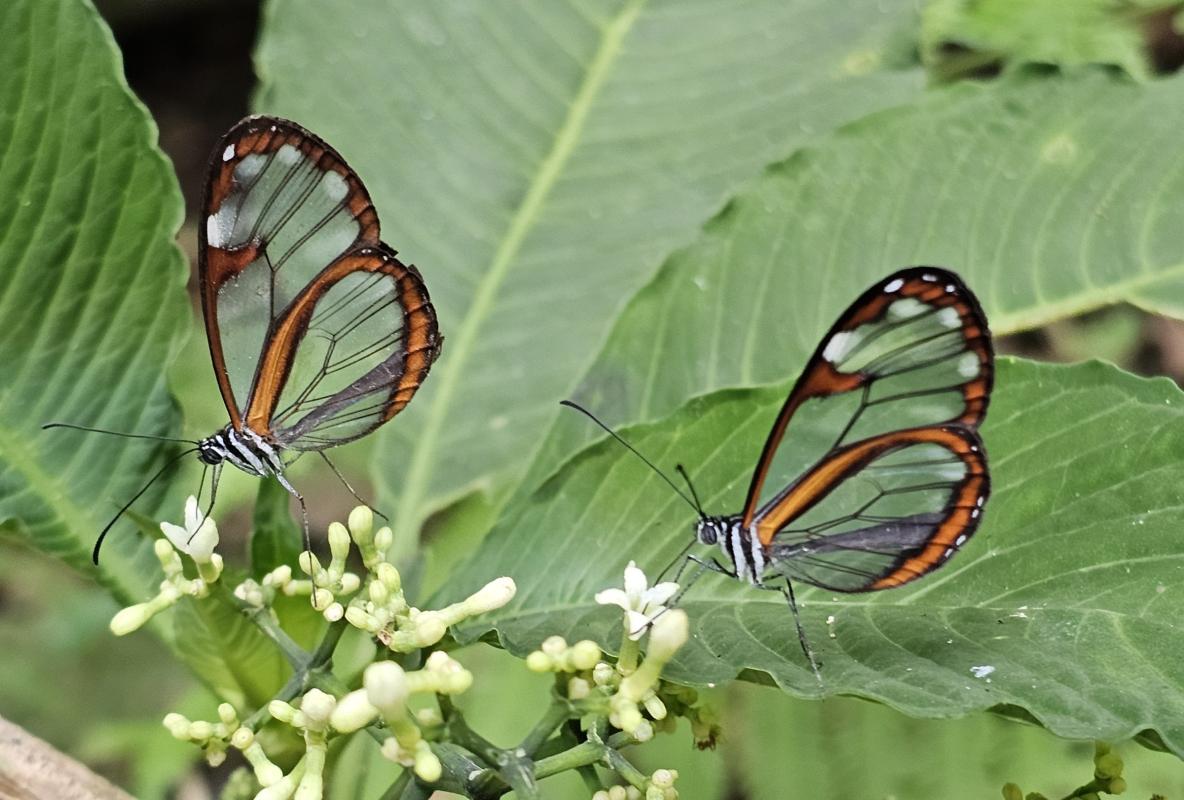 Clear-winged butterflies of the genus Oleria