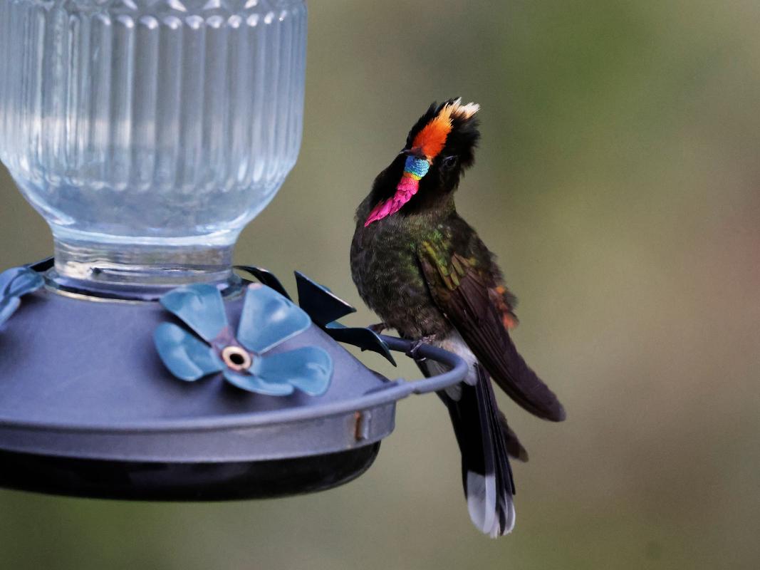 amazing views of a male Rainbow-bearded Thornbill coming to the feeders at Nevados del Ruiz