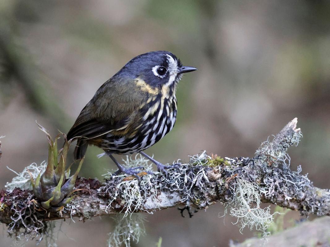 the spectacular Crescent-faced Antpitta coming to the feeders at Hacienda El Bosque
