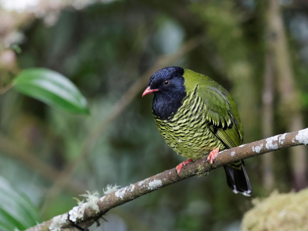 the beautiful male Barred Fruiteater