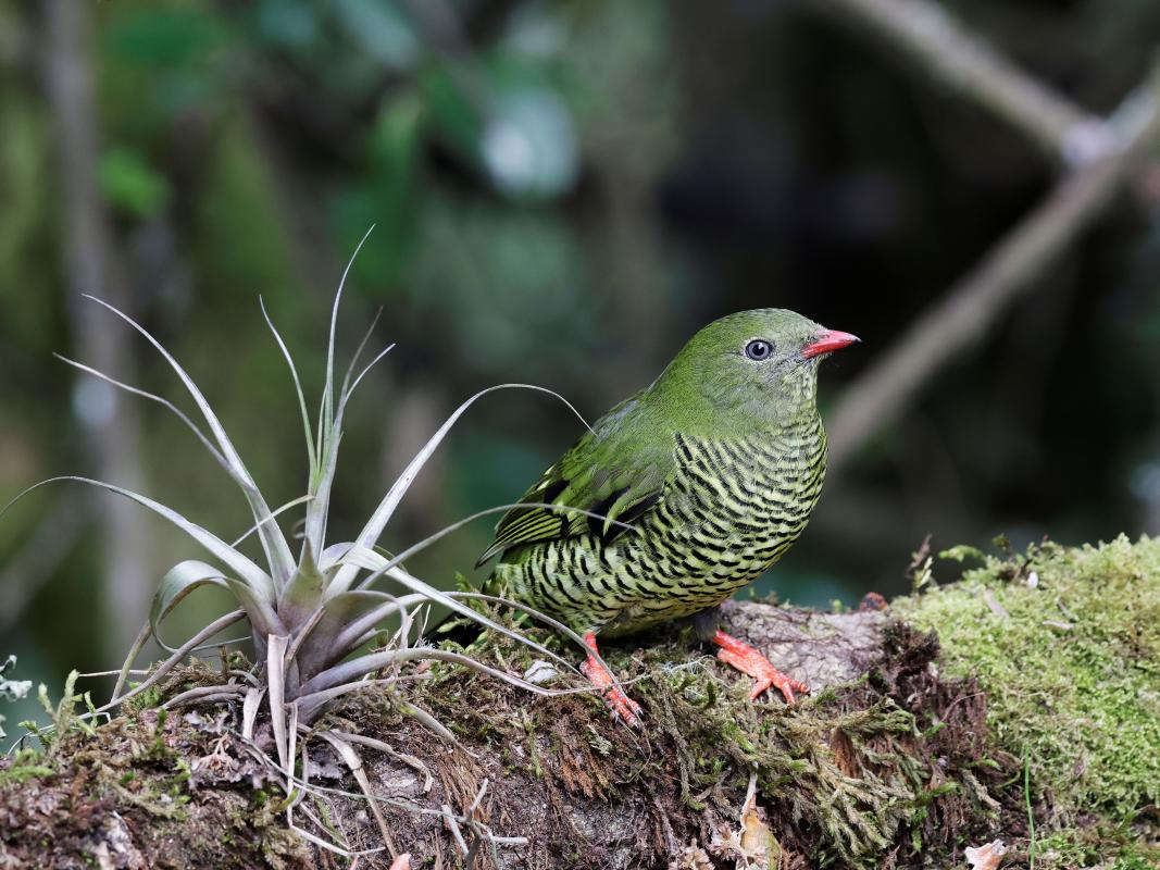 and no less beautiful female Barred Fruiteater