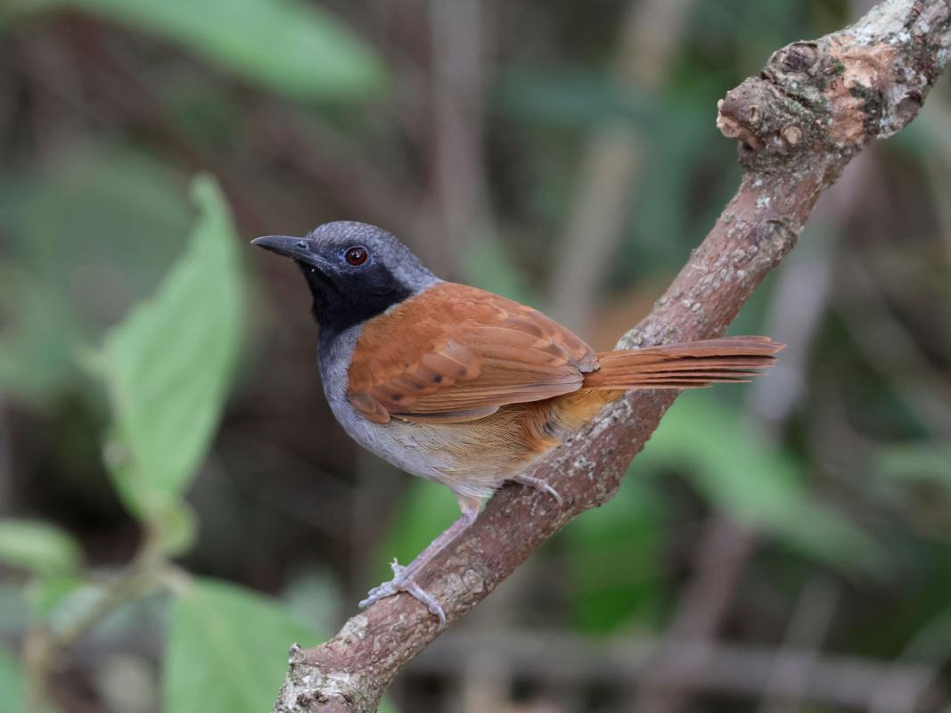 a pair of White-bellied Antbird coming to feeders at Victoria
