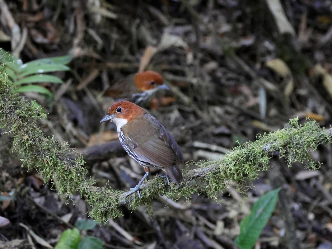 Chestnut-crowned Antpitta at Rio Blanco