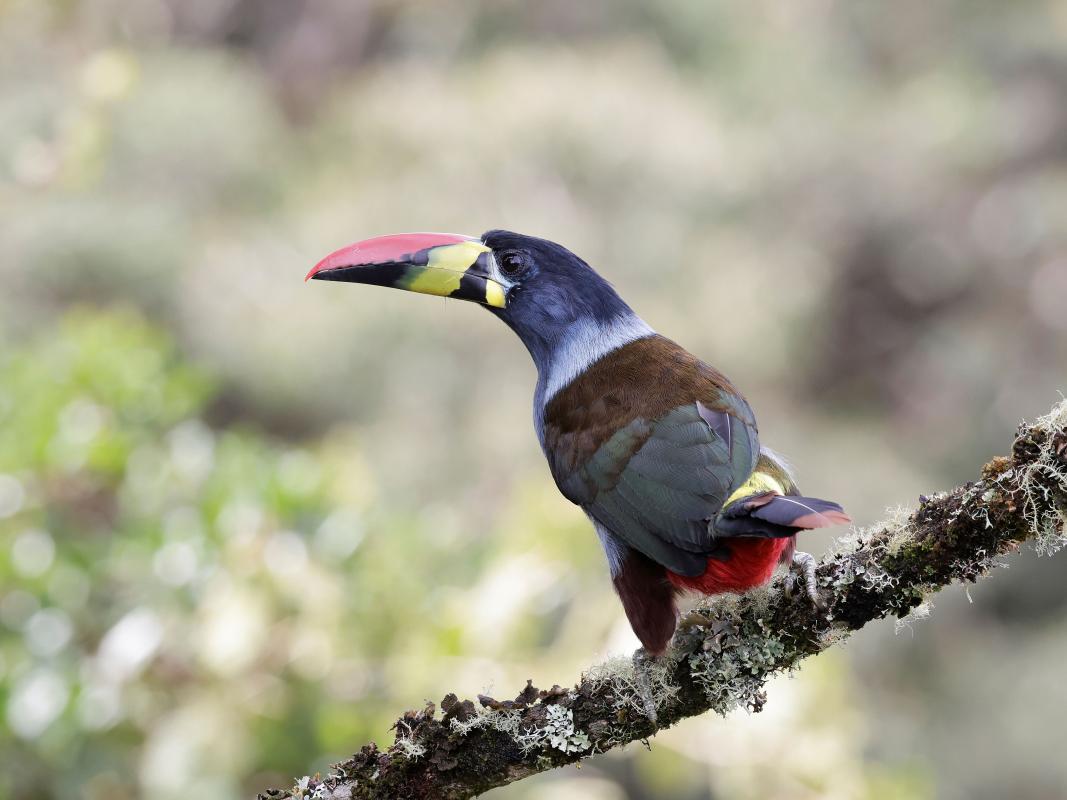 Gray-breasted Mountain-Toucan coming to fruits at Hacienda El Bosque