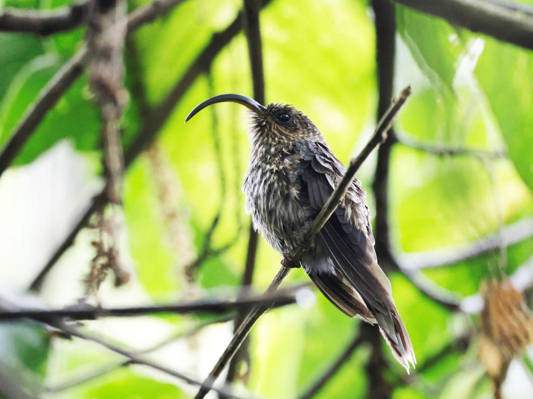 White-tipped Sicklebill