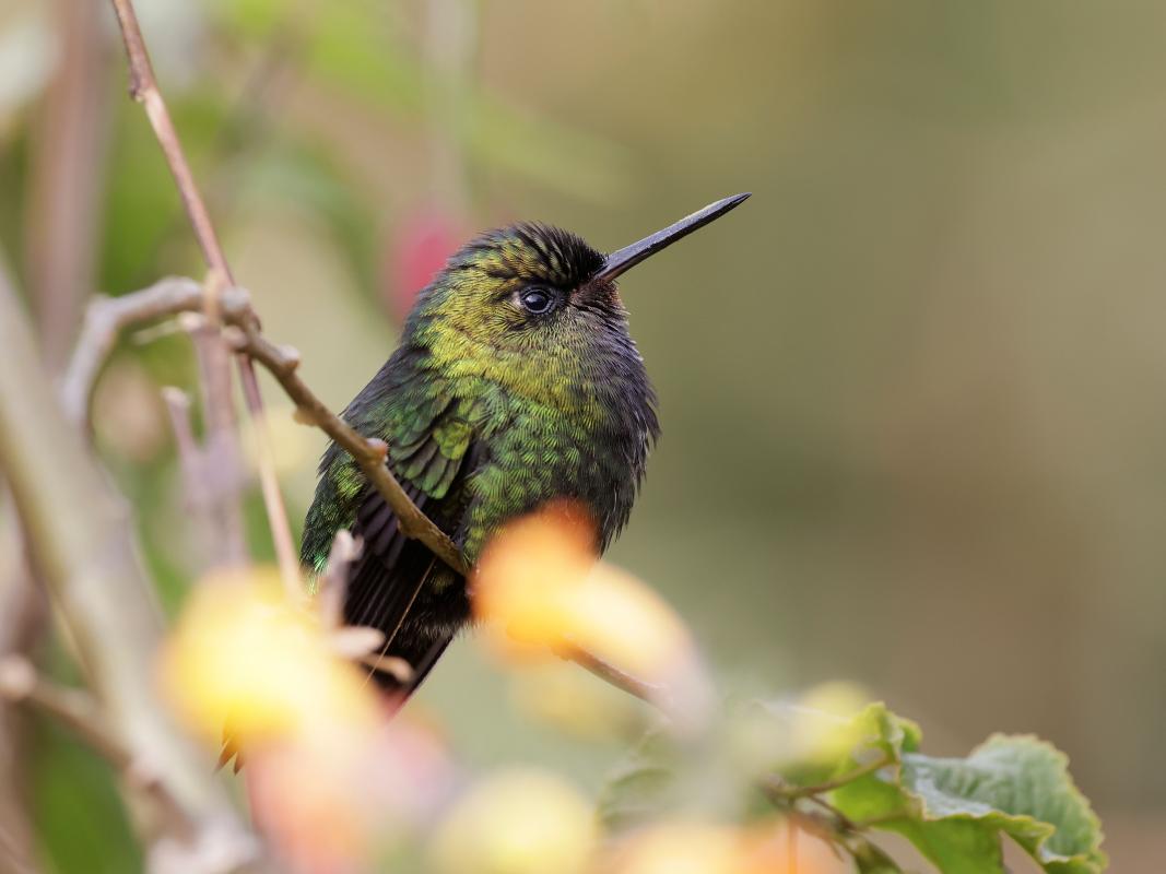 Black-thighed Puffleg
