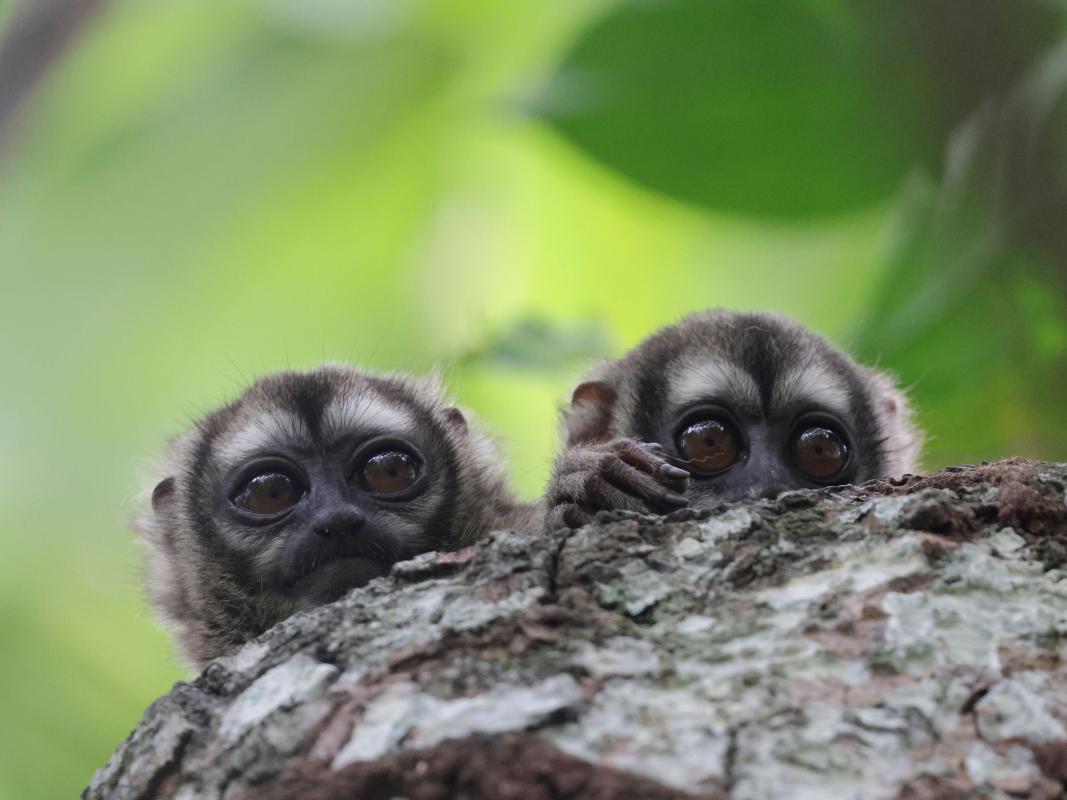 a family of Gray-handed Night Monkeys at their day-roost