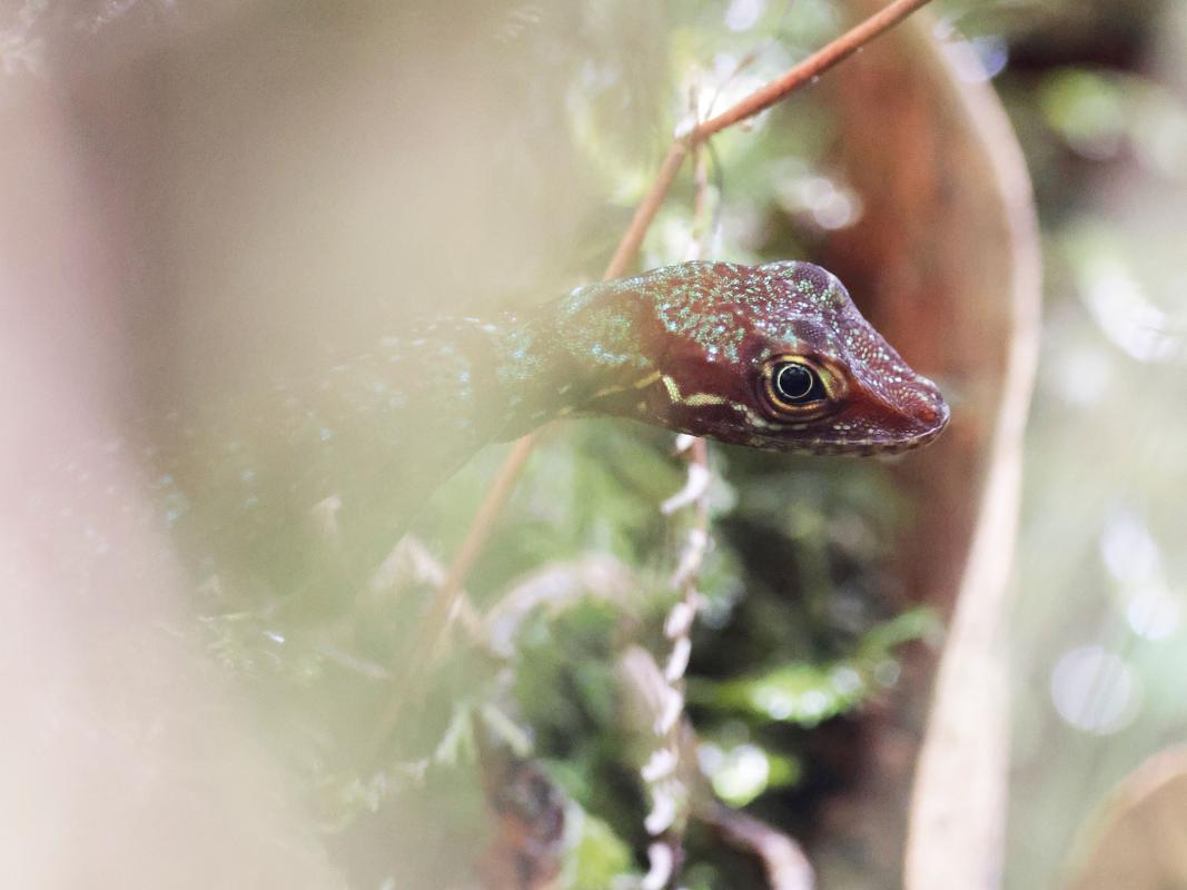 the lovely Speckled Anole