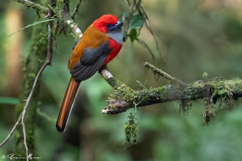Image for Borneo’s Feathered Wonders