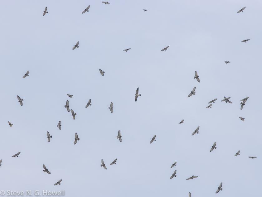 Image for Migration and More in Veracruz, Mexico