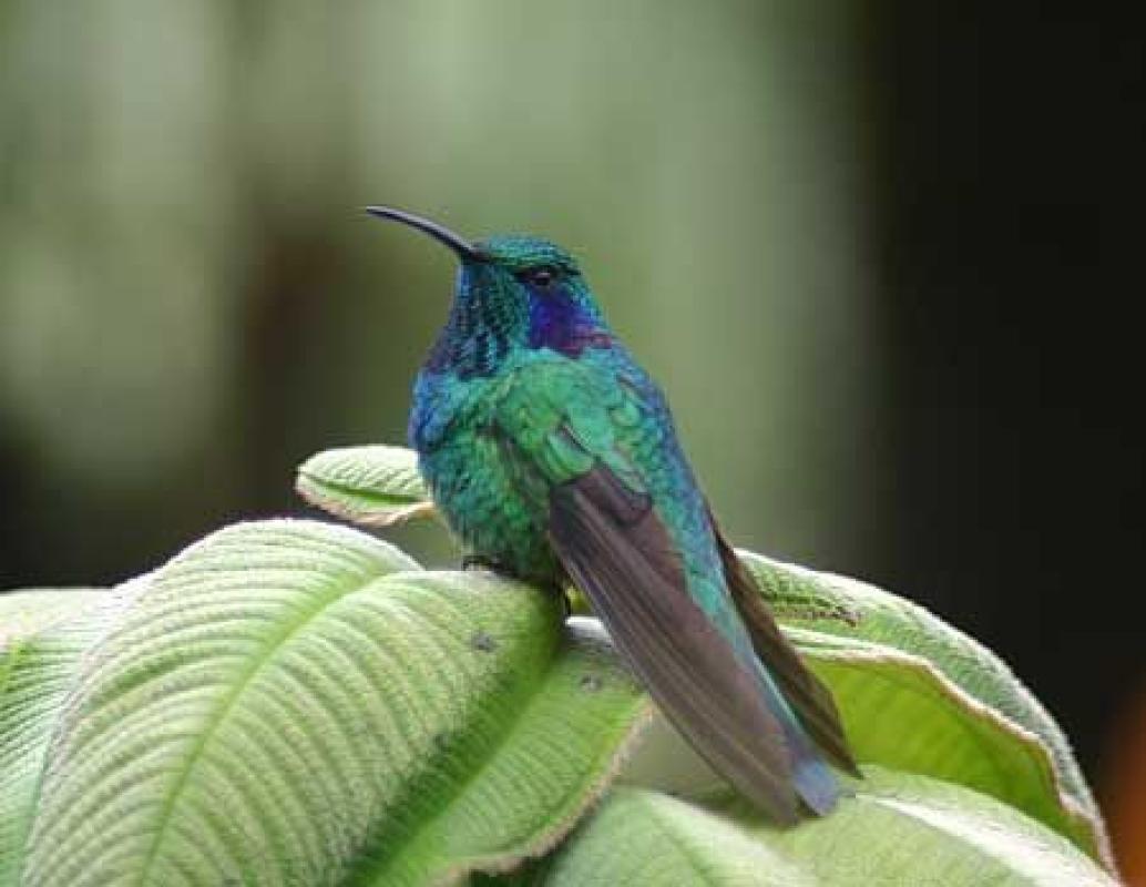...such as this Green Violet-ear...