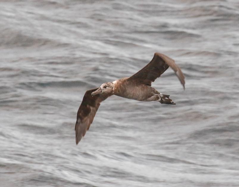 Image for Pictures from the Pacific 