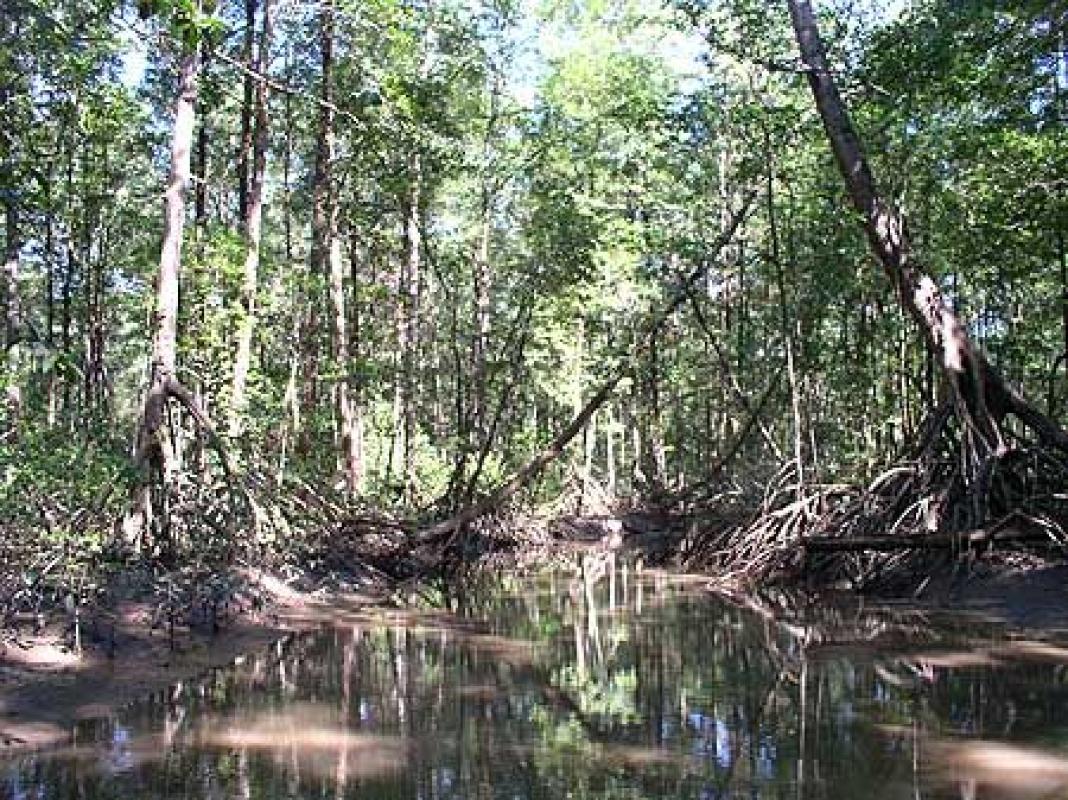 The habitats change dramatically in the Pacific Lowlands, and our boat ride into the mangroves is a much-anticipated event.