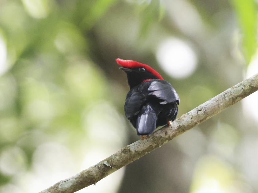 Image for Memories from Minas Gerais - Mergansers, Manakins, and Maned Wolves 