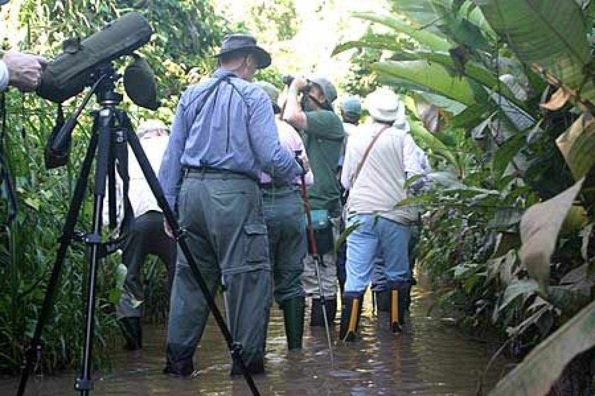 ...while the flooded trails closer to the river allow us to sample the diversity of forest edge species.