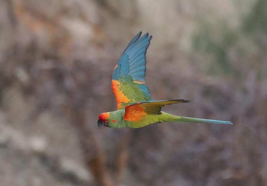 Image for Bolivia Birding at Its Best