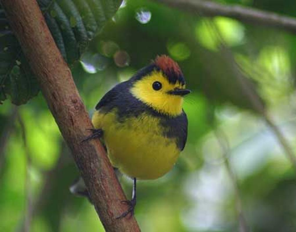 ...Collared Redstart along the trails...