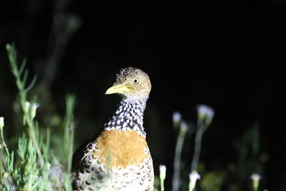 Image for Exploring Southern Oz & Tassie