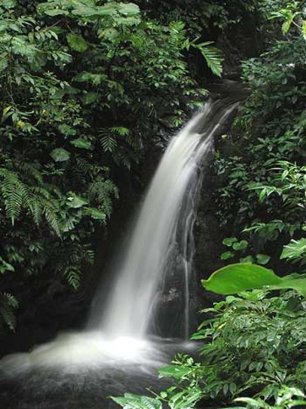...and a waterfall, where a Green-fronted Lancebill can almost be guaranteed.