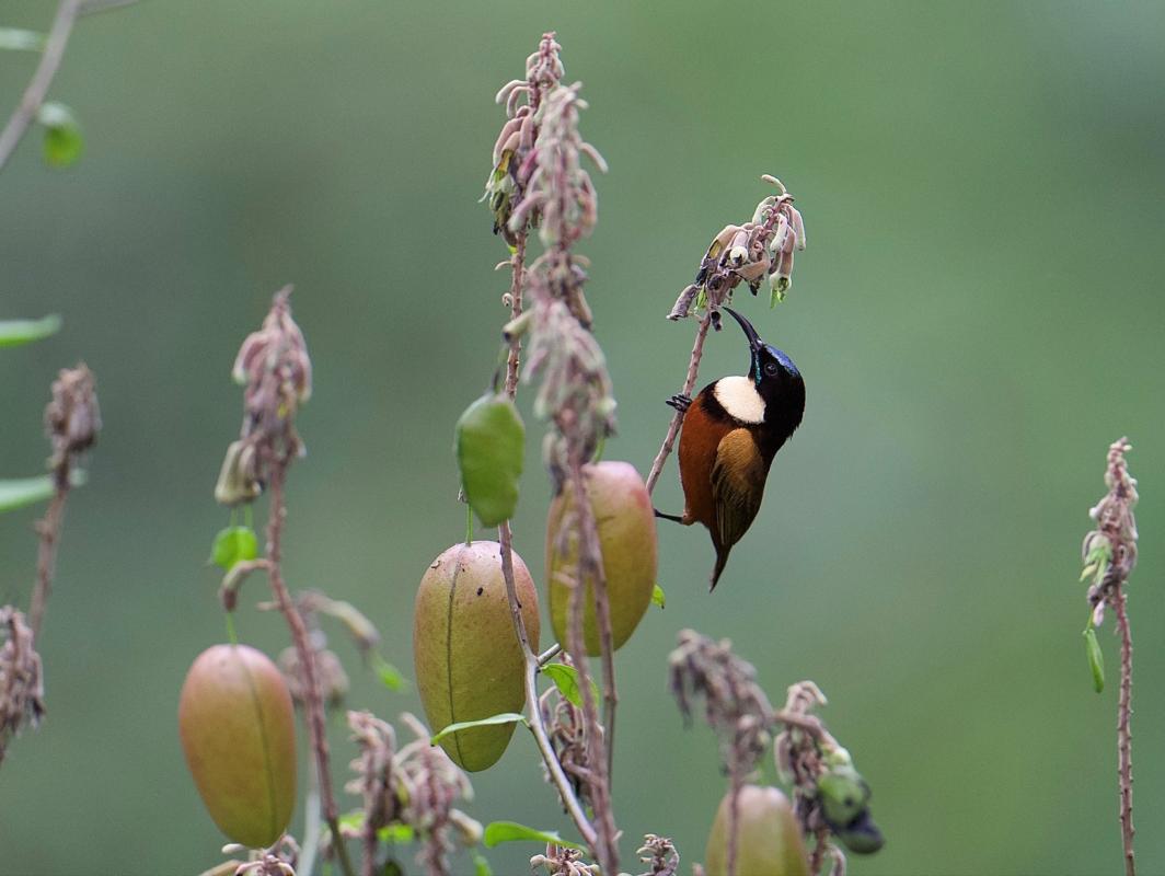 Buff-throated Sunbird