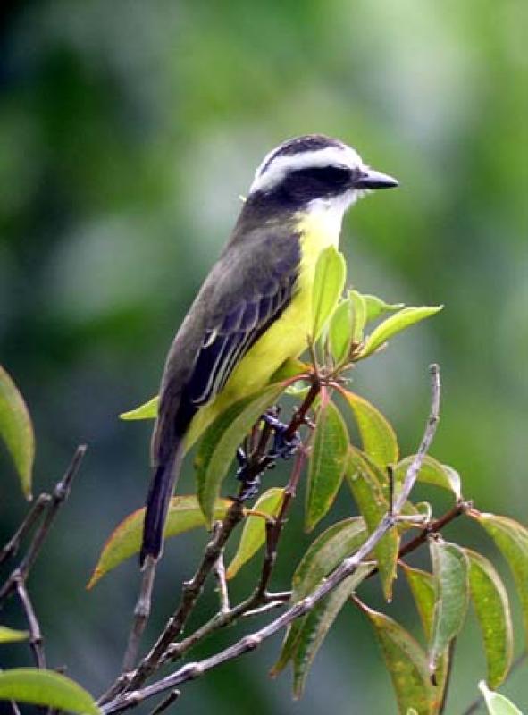 White-ringed Flycatcher is one of La Selva's specialties, usually in open areas...