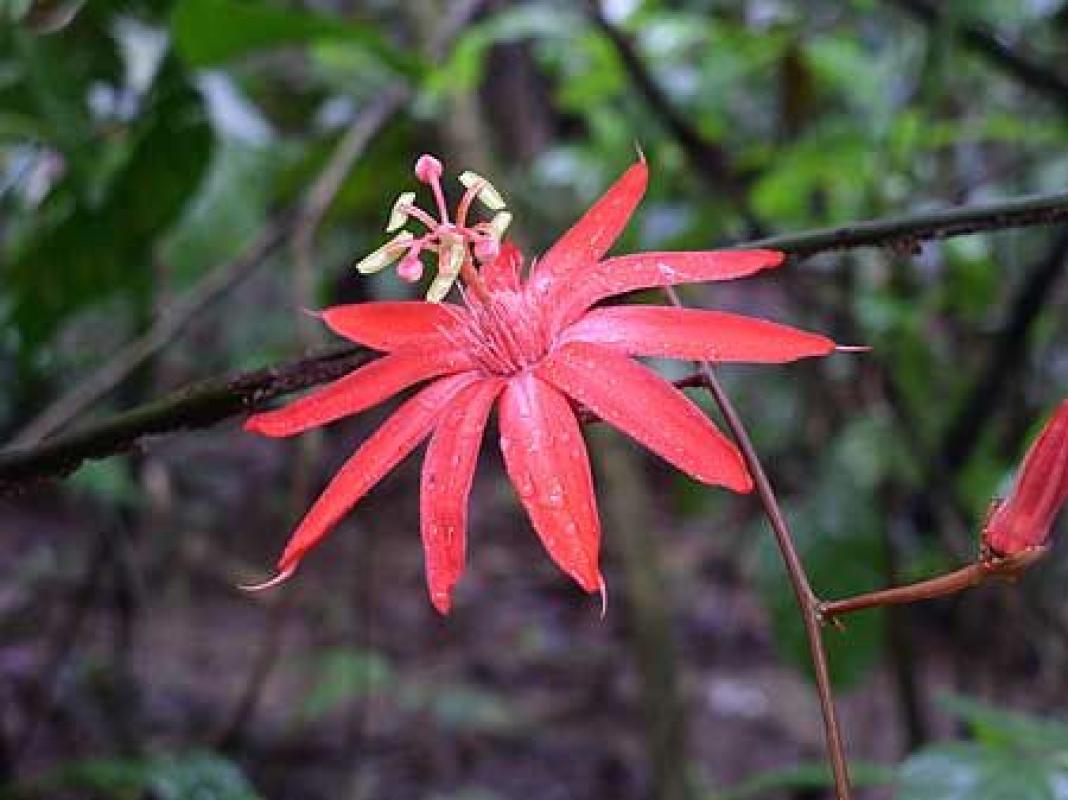...while this passion flower prefers the forest understory.