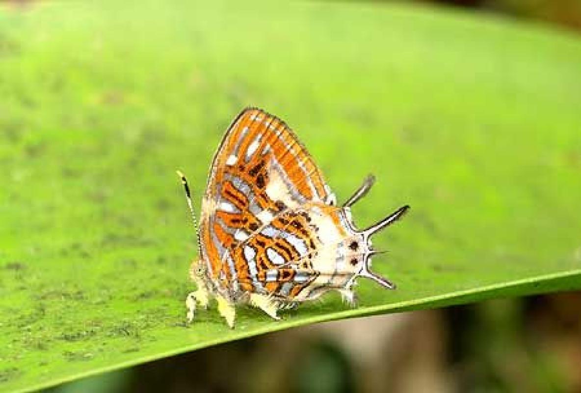 ...this rarely seen metalmark, <em>Sarota dematria</em>....