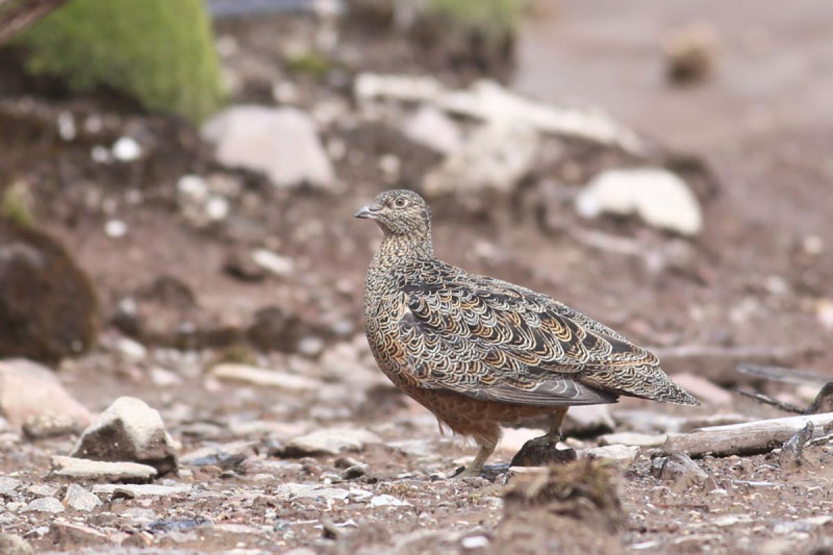 …as is Rufous-bellied Seedsnipe, a bird found only on the highest peaks.