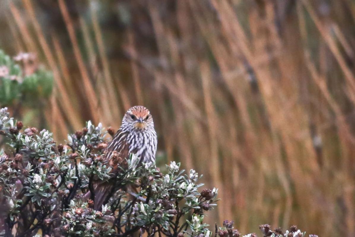 The fascinating alpine plant life is second only to the birds, like this Many-striped Canastero.
