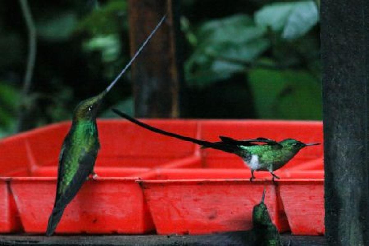 The hummingbird feeders are famous, here a stark contrast between the long-billed (Sword-billed Hummingbird) and the long-tailed (Long-tailed Sylph)…
