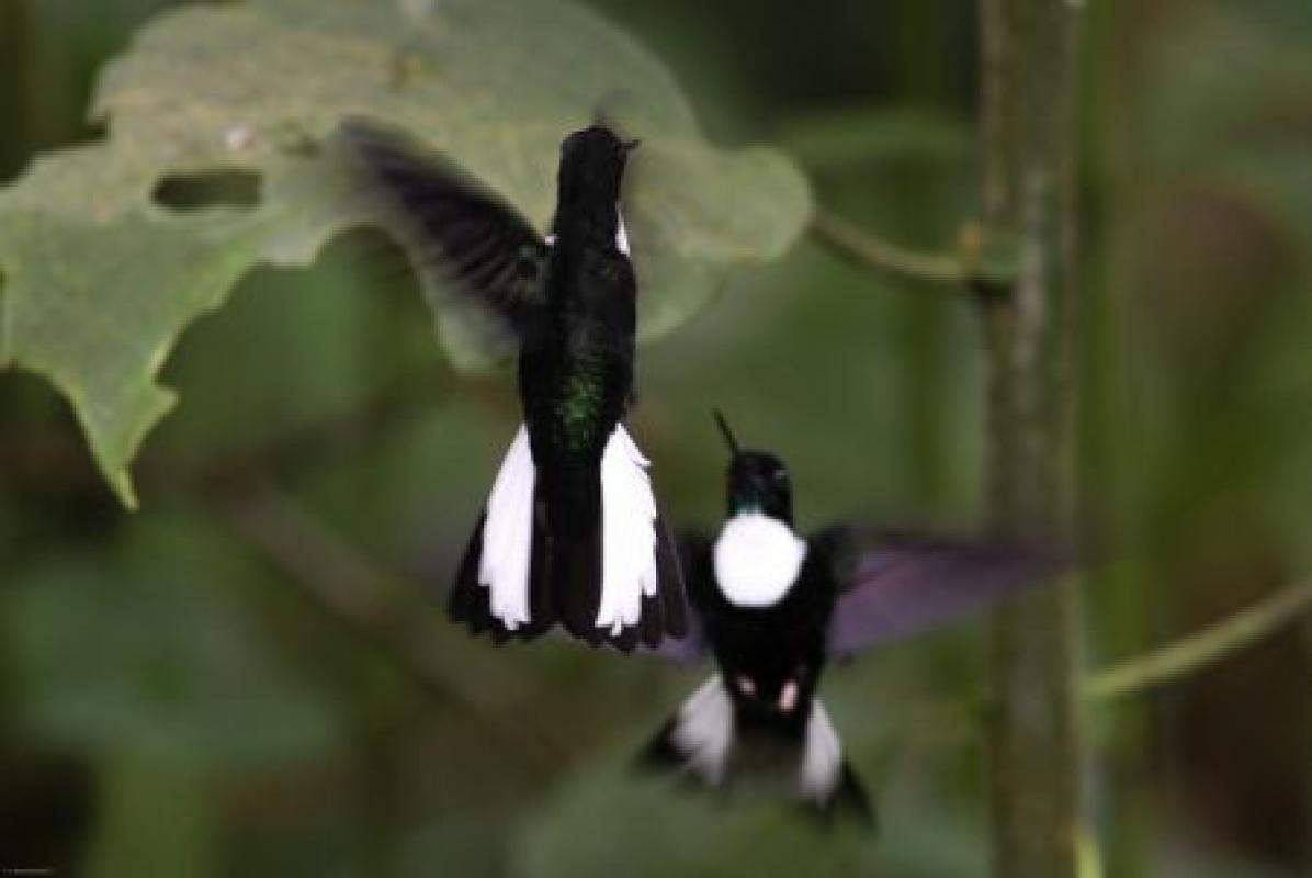 …and Collared Incas are as aggressive as they are striking.