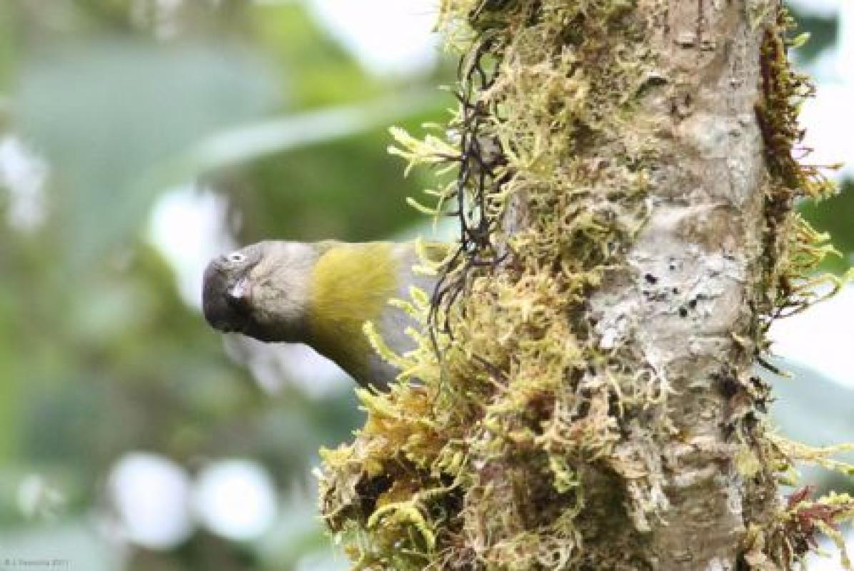 …as is Common Bush-Tanager.