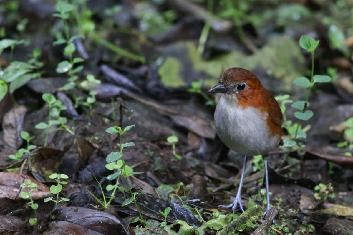 An antpitta feeding station near the dining room often attracts a White-bellied Antpitta...
