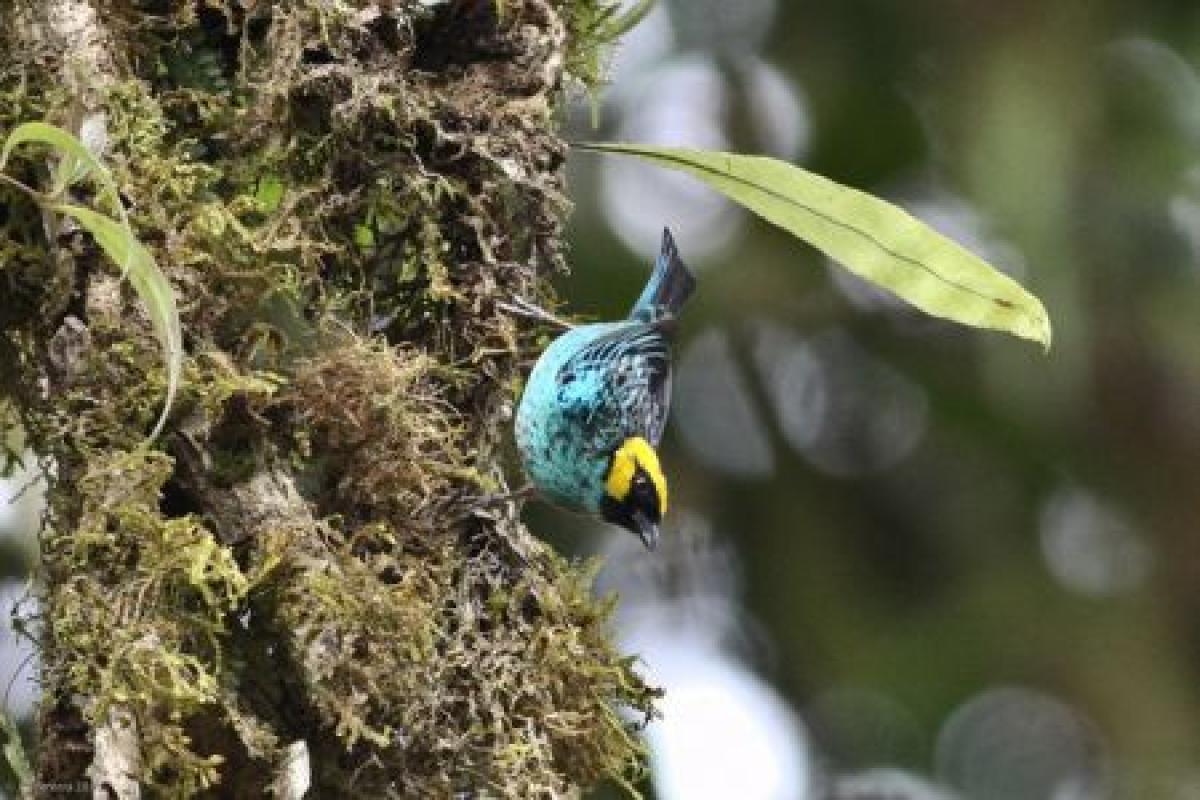 …as is Saffron-crowned Tanager, one of more than a dozen tanager species possible on the property. 