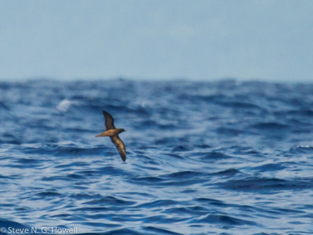 Steve Howell from the recently completed Melanesian Odyssey Cruise - a ...