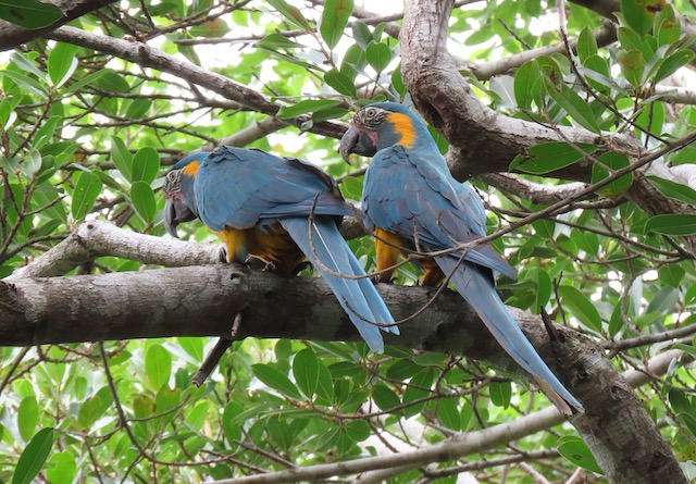 Image for Rich Hoyer reports from our Bolivia: Northern Andes, Madidi National Park, and Barba&nbsp;Azul tour