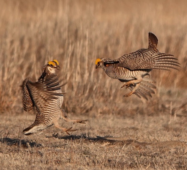 Image for Rich Hoyer reports after his recently-completed 'chicken run' in Colorado: