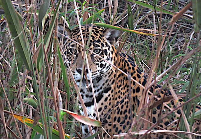 Image for Rich Hoyer reports from our second Mato Grosso/Cristalino tour in Brazil