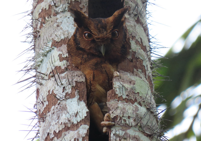 Image for Rich reports from the Madre de Dios region of Peru.&nbsp;