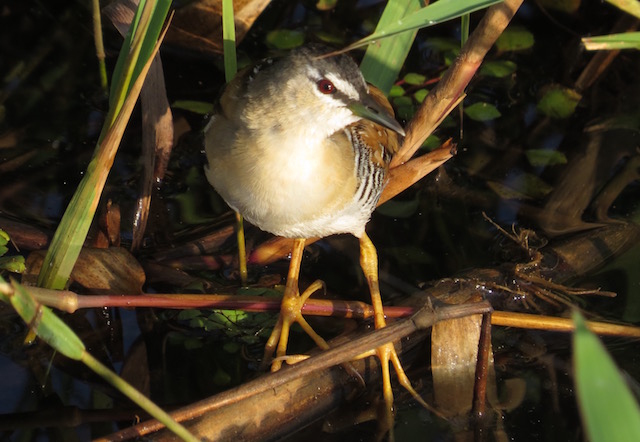Image for Rich Hoyer on his just-completed private tour in Costa Rica