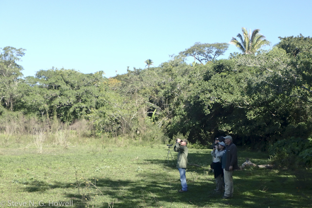 Image for Steve Howell on his just-complete, volcano-adjusted, tour, Mexico: Colima and Jalisco