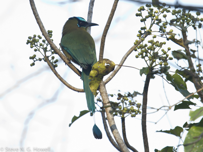 Image for Steve Howell reports from his ongoing Mexico tour to Oaxaca and Western Chiapas